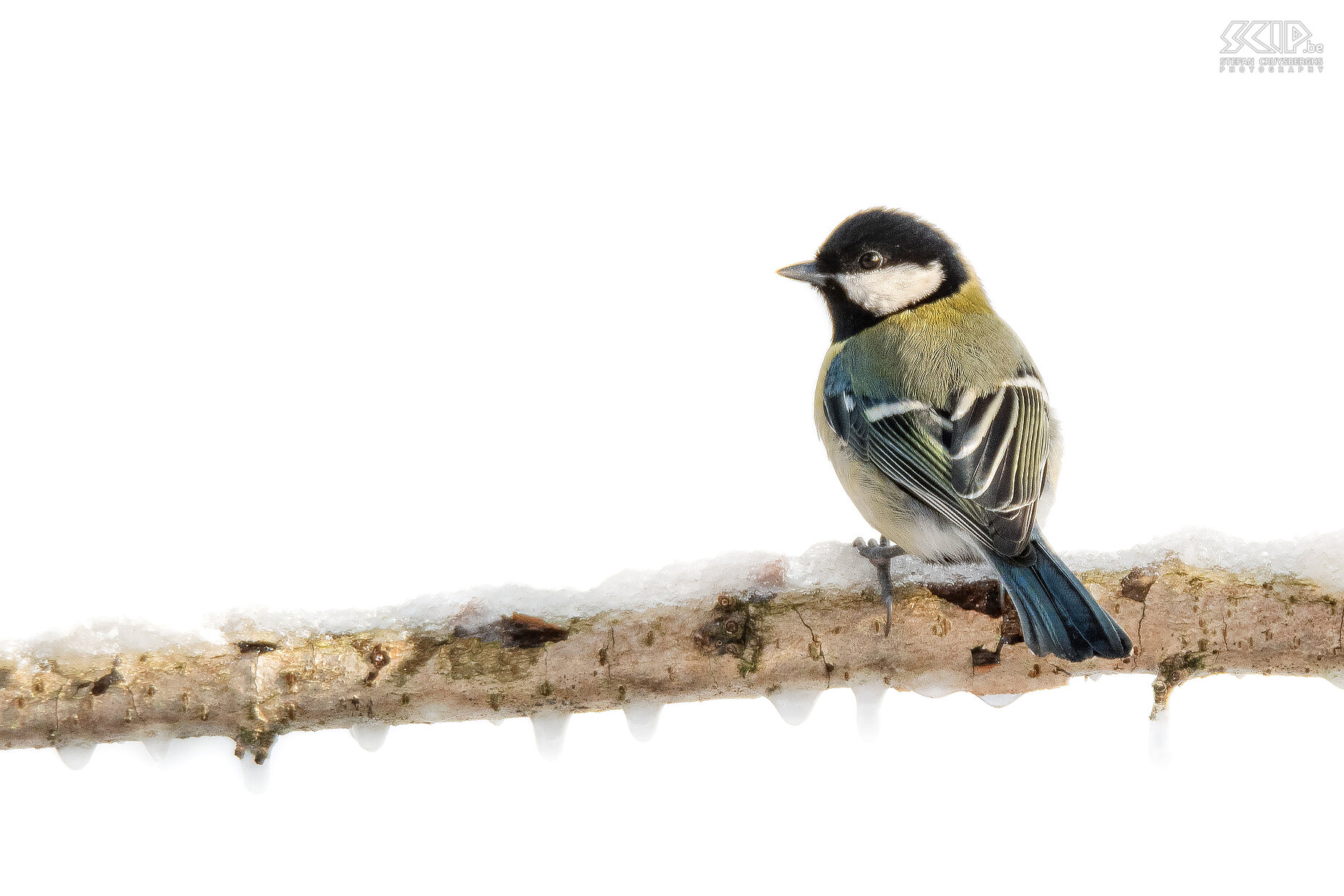 Garden birds - Great tit Great Tit (Parus major) during a cold winter day Stefan Cruysberghs